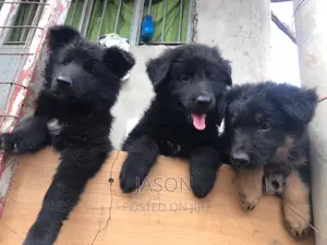 3-6 months Female Purebred German Shepherd