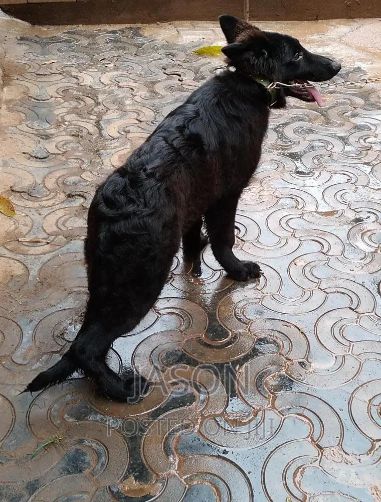 6-12 months Female Purebred German Shepherd
