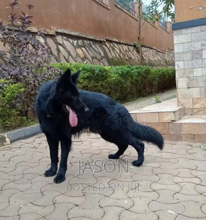 6-12 months Male Purebred German Shepherd