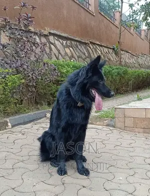 6-12 months Male Purebred German Shepherd