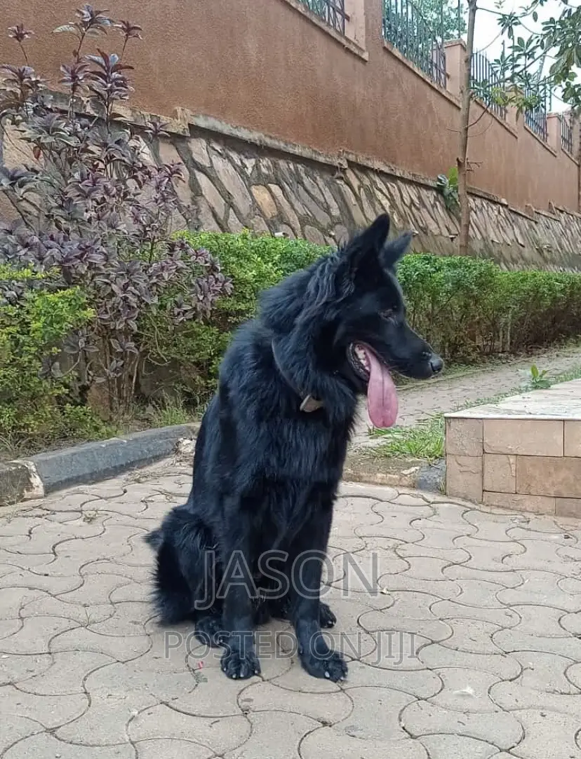 6-12 months Male Purebred German Shepherd