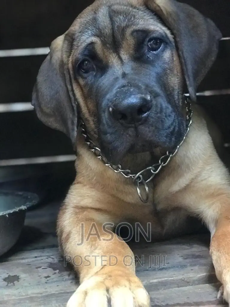 3-6 months Male Purebred Boerboel