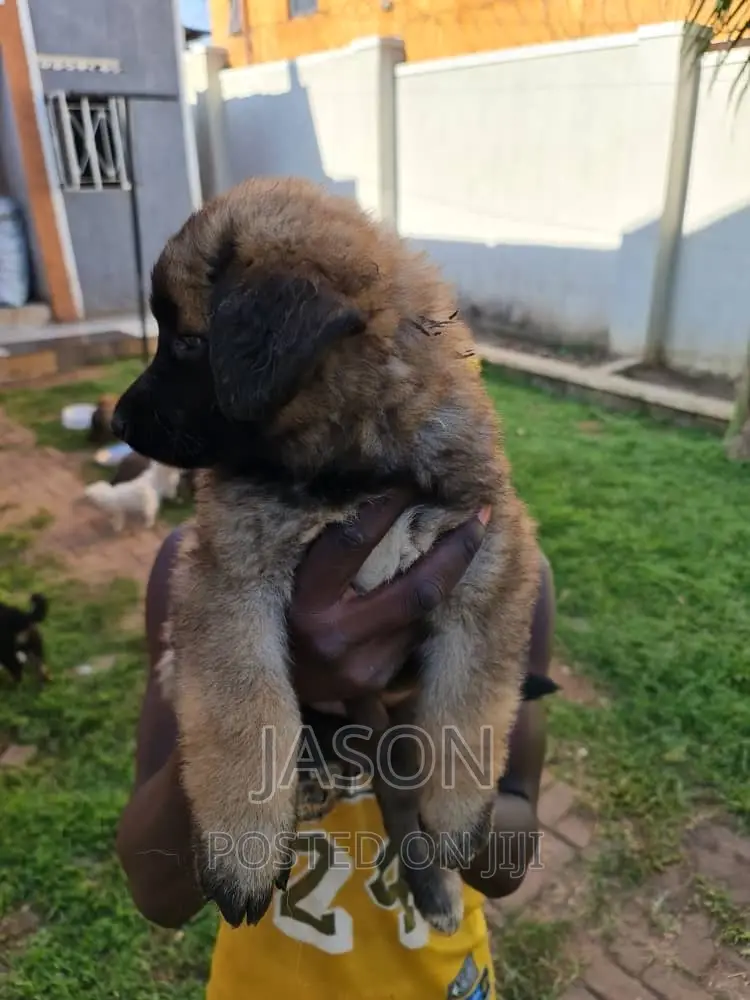 1-3 months Male Mixed Breed Caucasian Shepherd