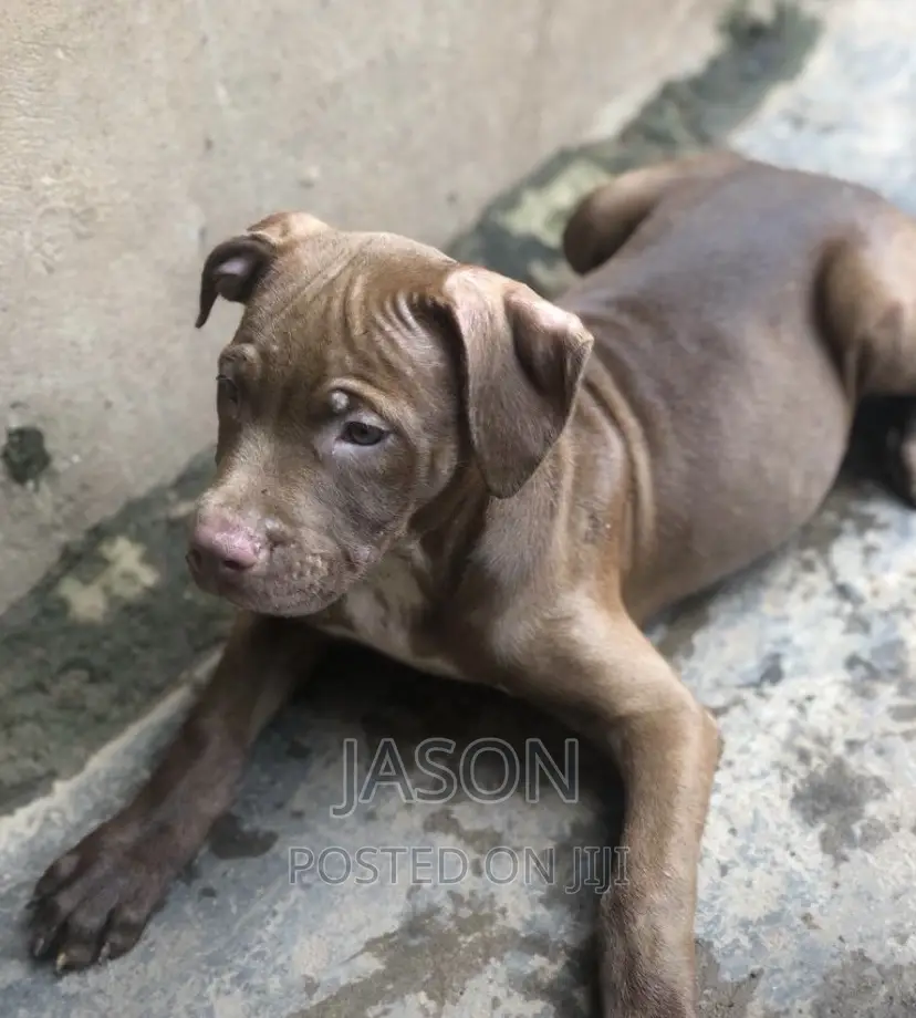 3-6 months Male Purebred American Pit Bull Terrier