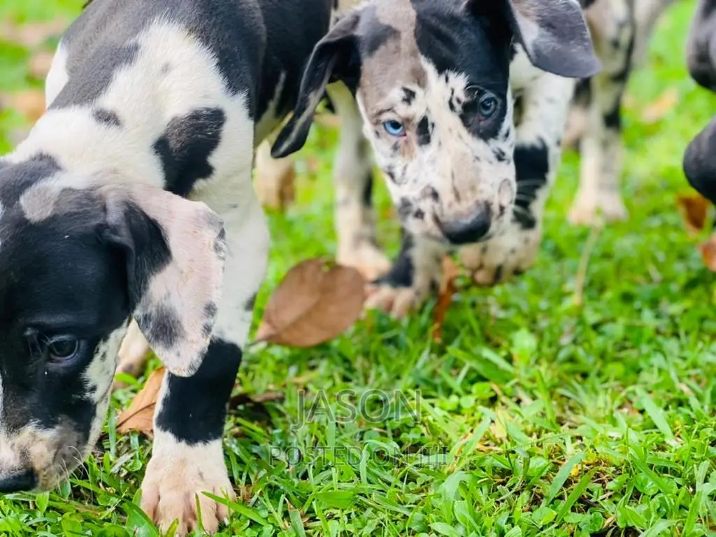 3-6 months Female Purebred Great Dane