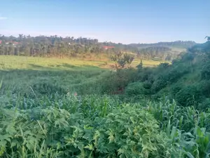 Farm Lands in Northern Uganda