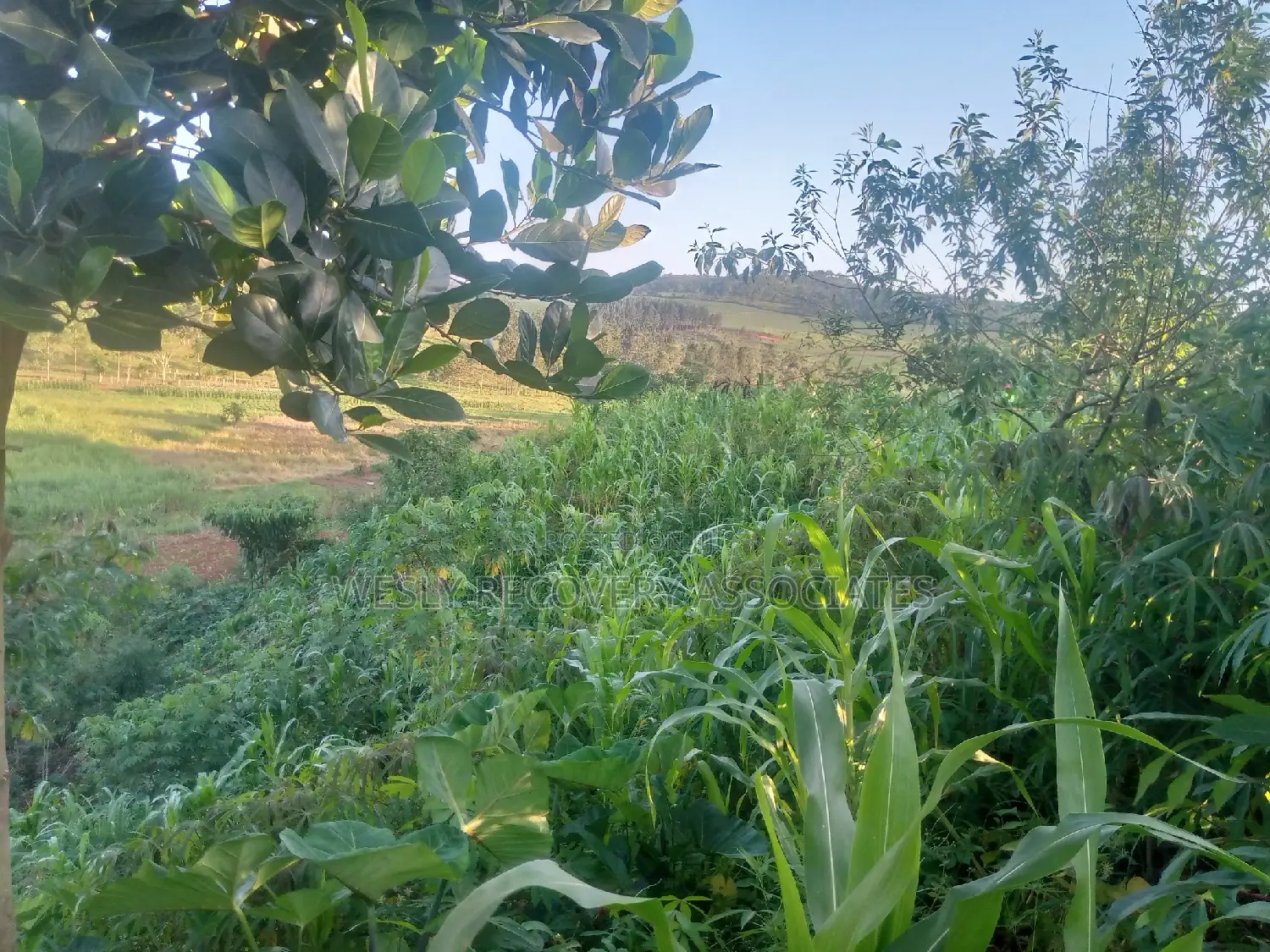 Farm Lands in Northern Uganda