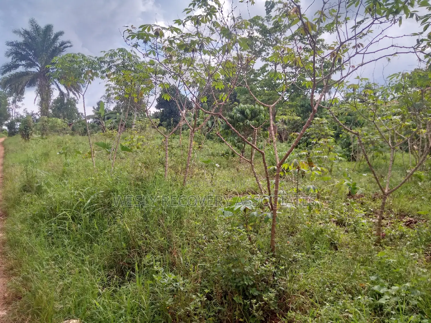Farm Lands in Northern Uganda