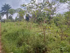 Farm Lands in Northern Uganda
