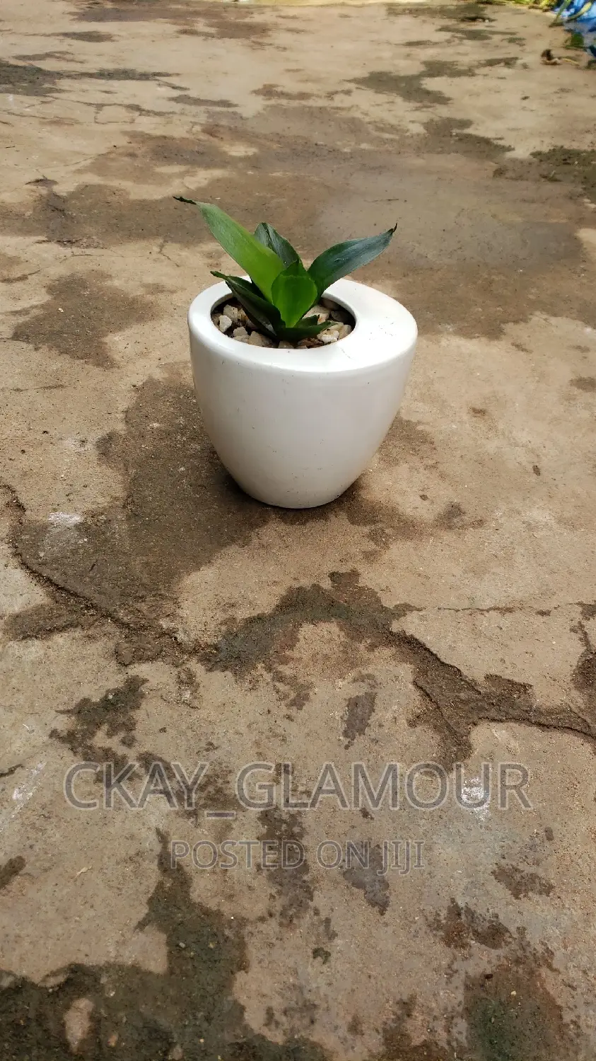 Indoor Plants