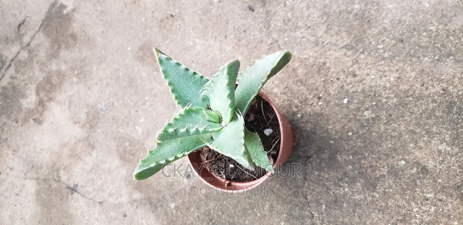 Indoor Potted Classy Plants.
