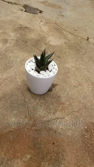 Indoor Potted Classy Plants.