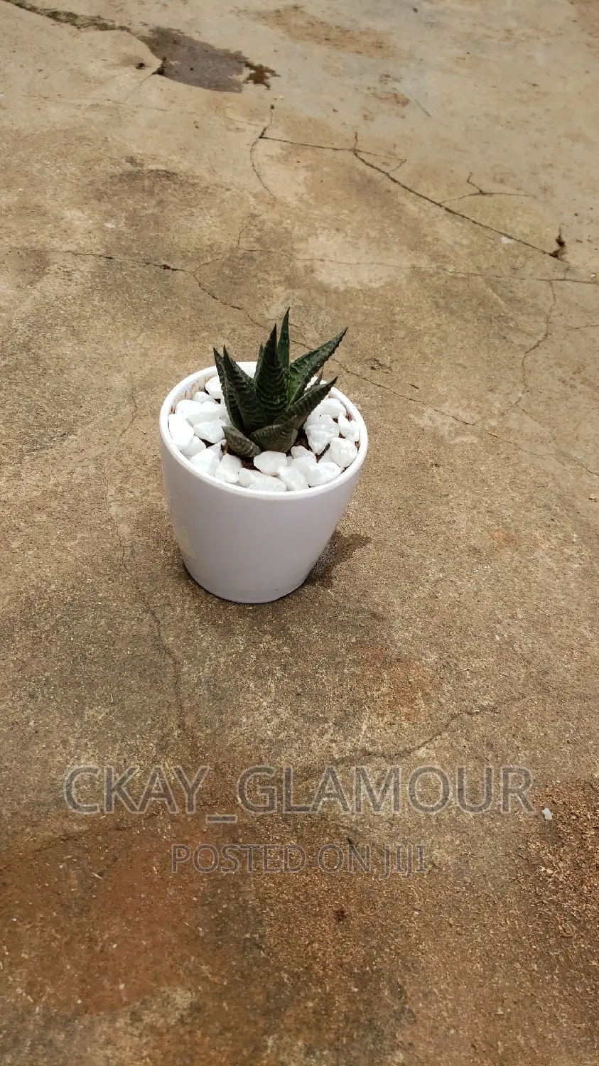 Indoor Potted Classy Plants.