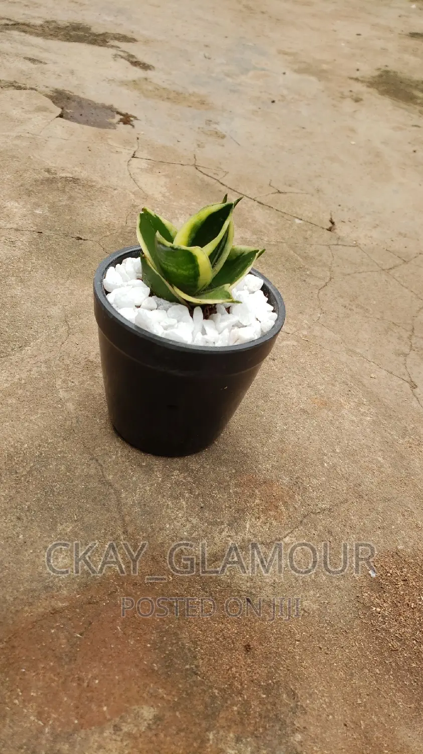 Indoor Potted Classy Plants.
