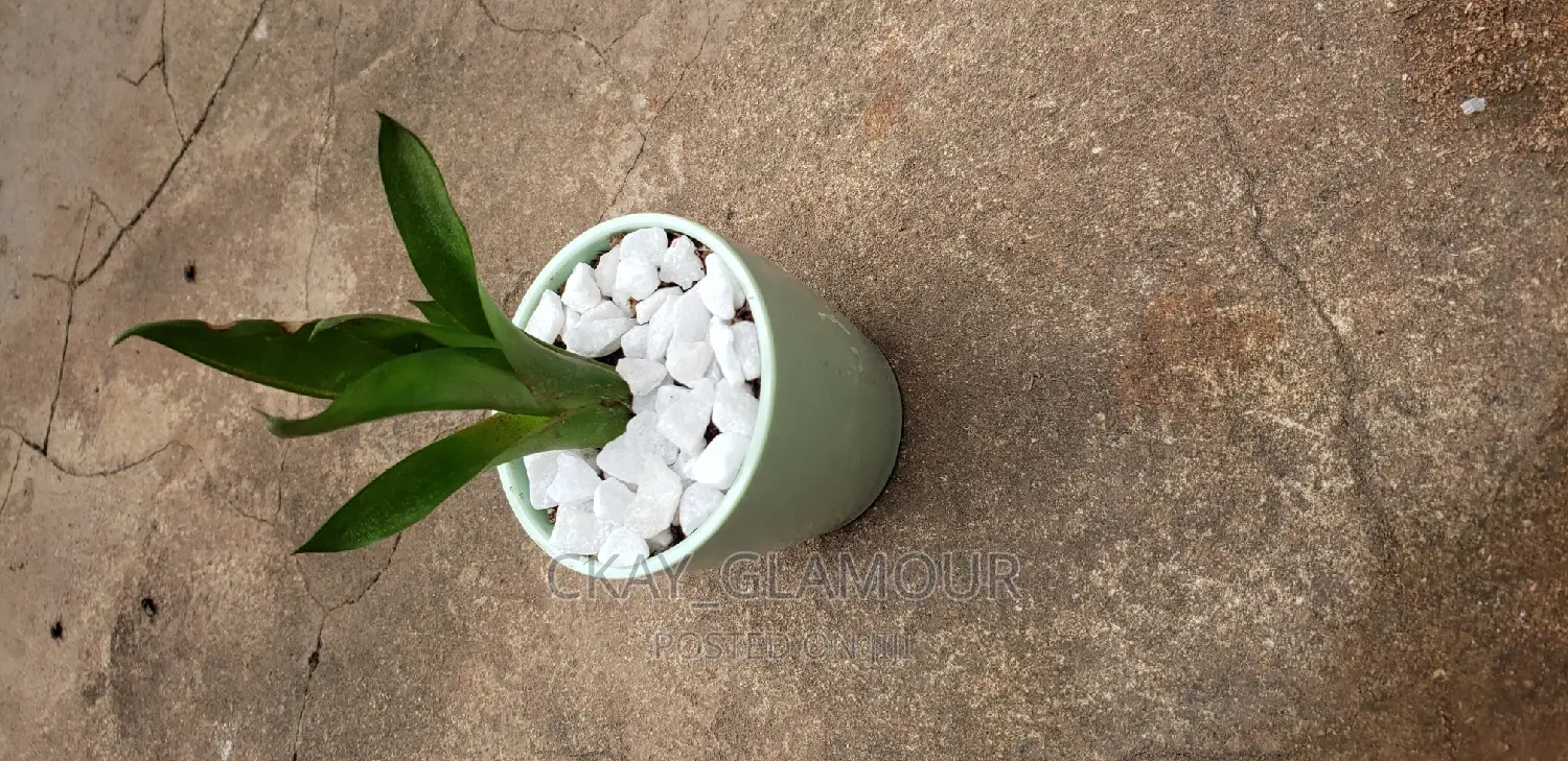 Indoor Potted Classy Plants.