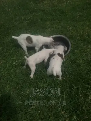1-3 months Female Purebred Jack Russell Terrier