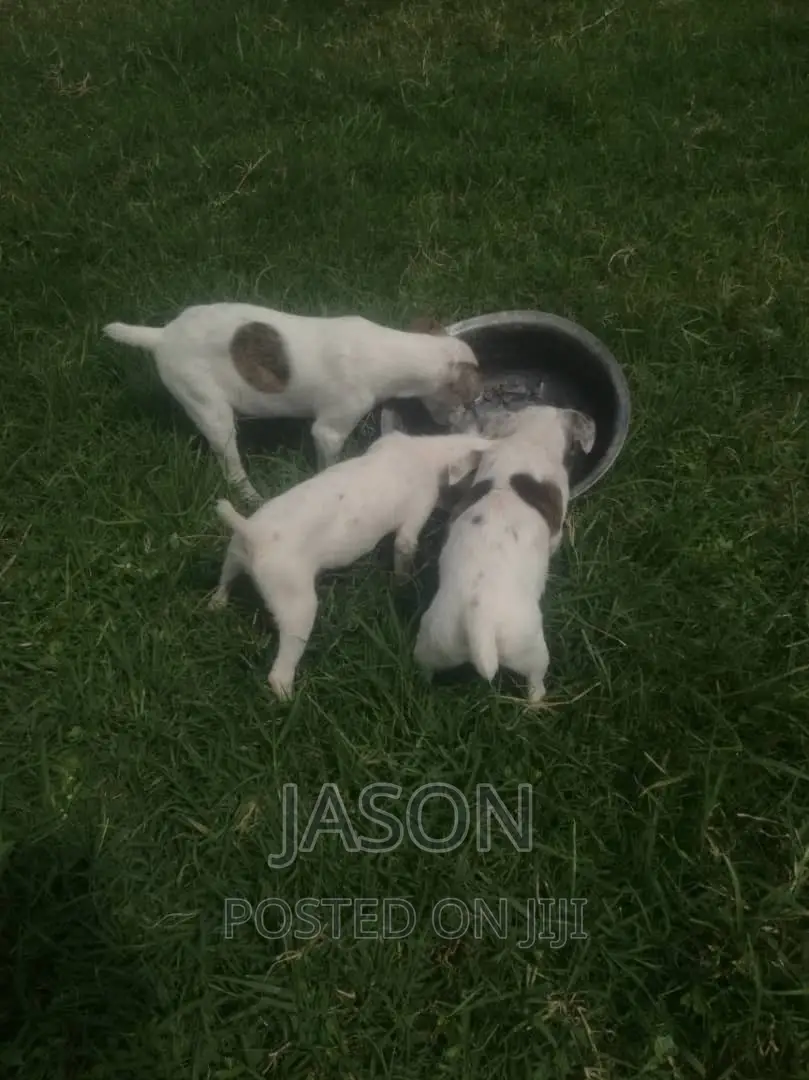 1-3 months Female Purebred Jack Russell Terrier