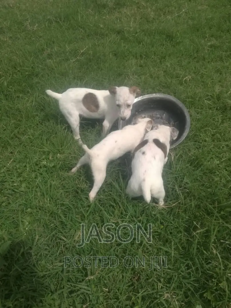 1-3 months Female Purebred Jack Russell Terrier