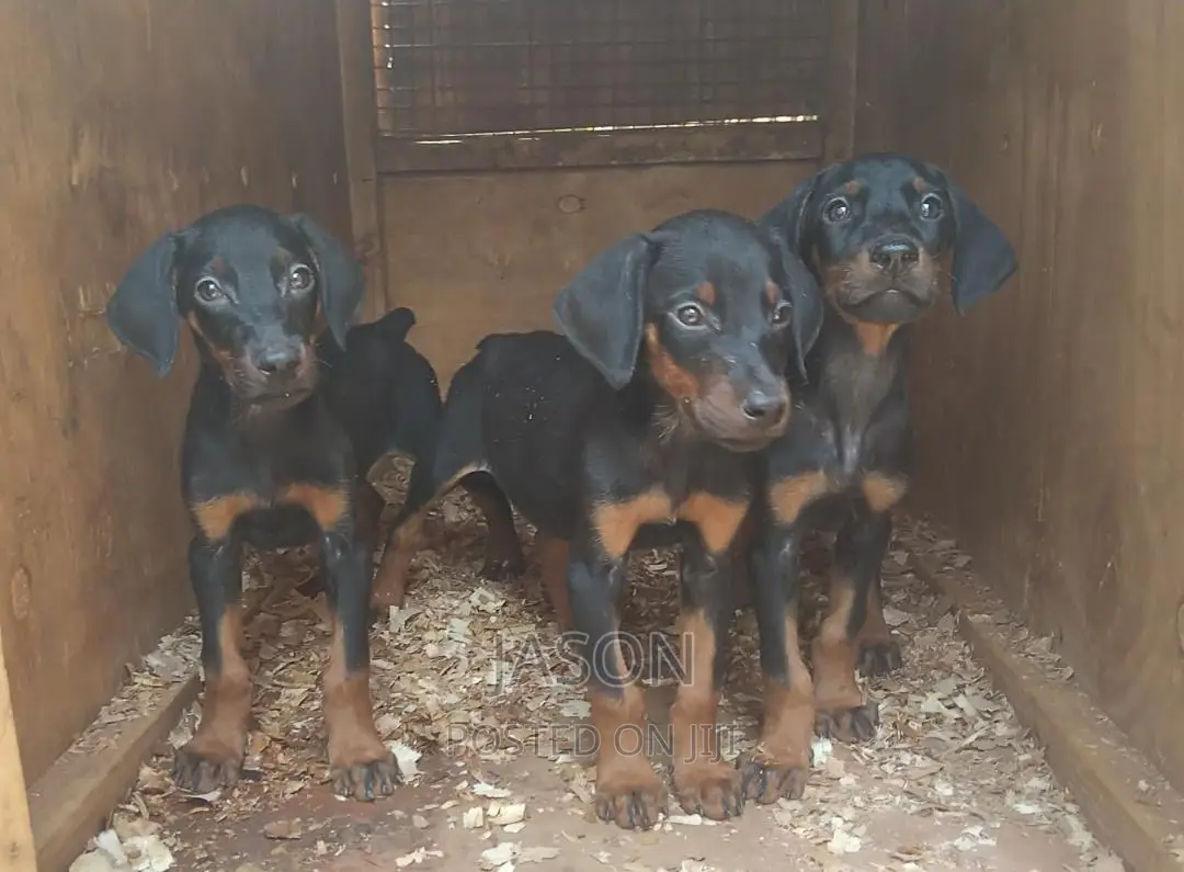 1-3 months Male Purebred Doberman Pinscher