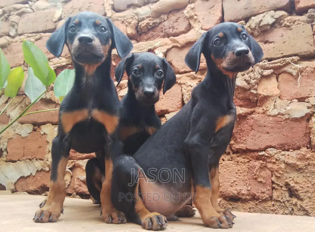 3-6 months Male Purebred Doberman Pinscher