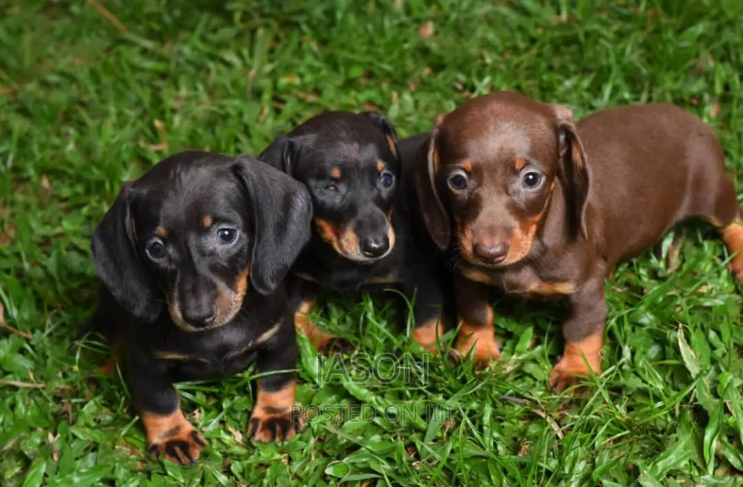 1-3 months Female Purebred Dachshund