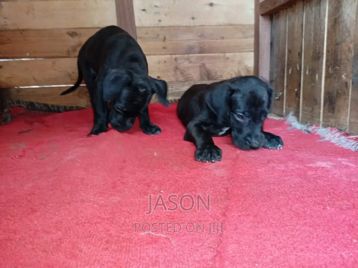 1-3 months Male Purebred Great Dane