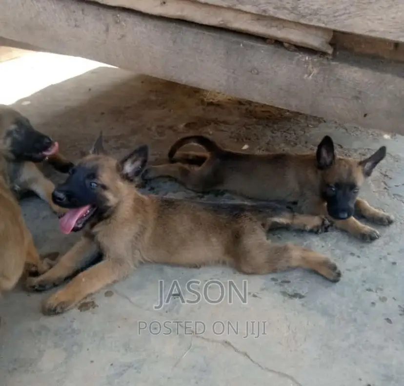 3-6 months Female Purebred Belgian Malinois