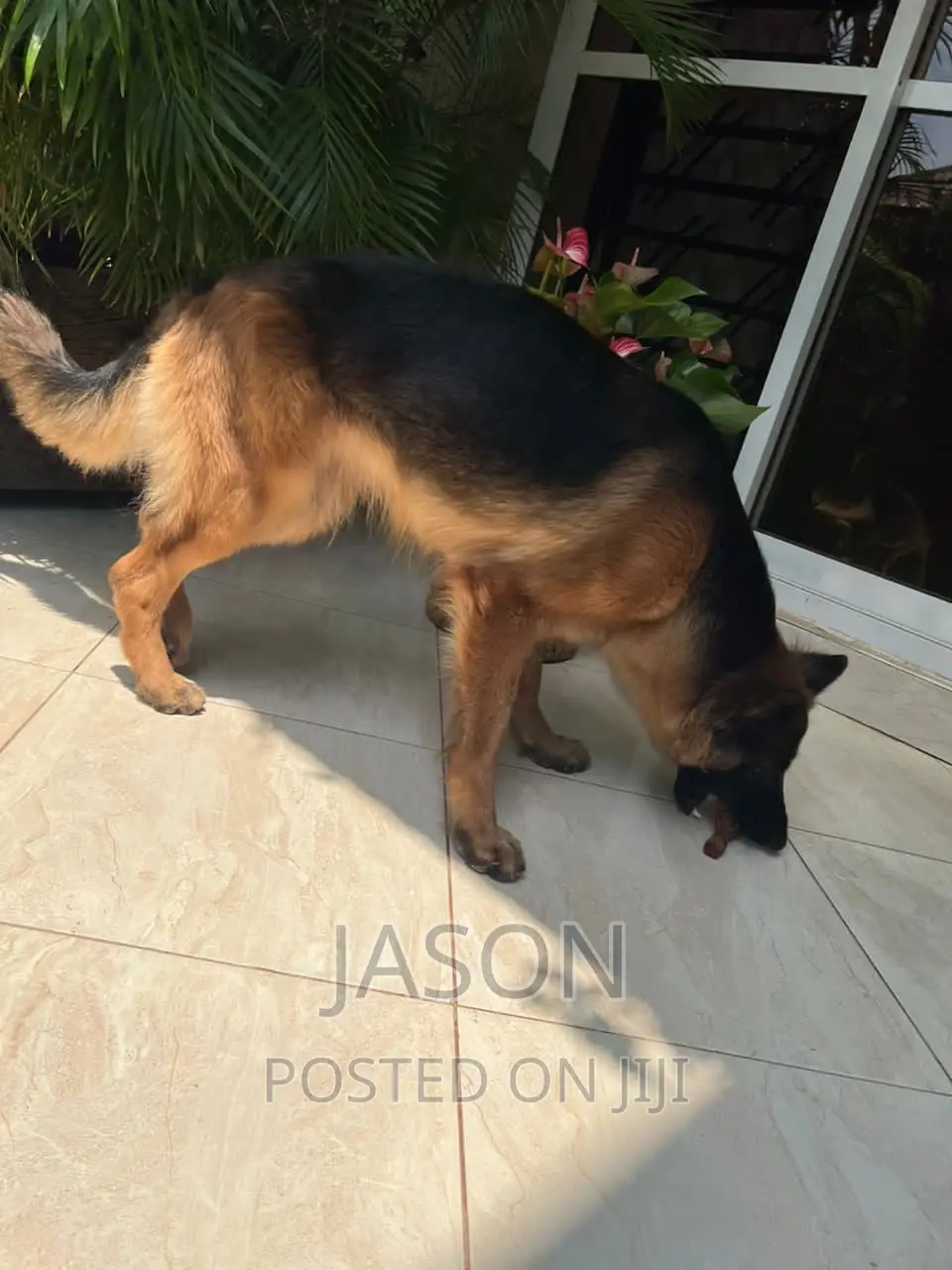 1+ year Male Purebred German Shepherd