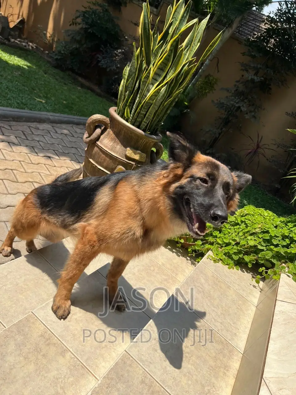 1+ year Male Purebred German Shepherd