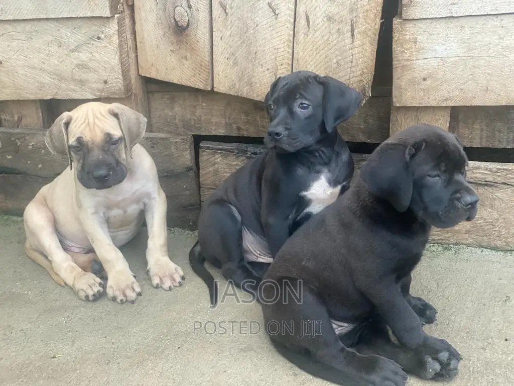 3-6 months Male Purebred Boerboel