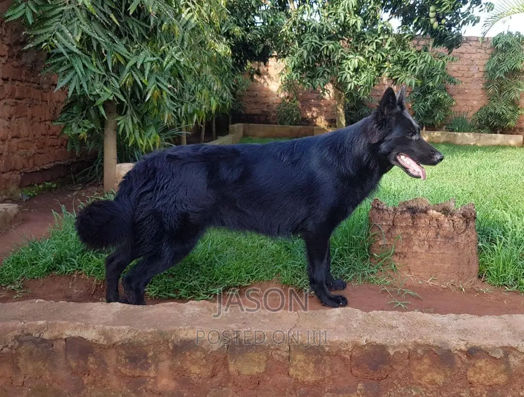 6-12 months Female Purebred German Shepherd
