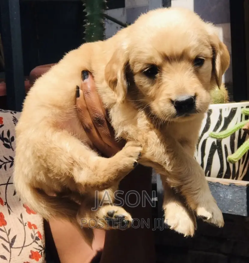 1-3 months Female Purebred Golden Retriever
