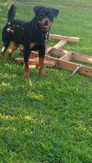 Adult Male Purebred Rottweiler