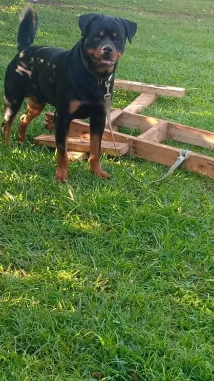 Adult Male Purebred Rottweiler