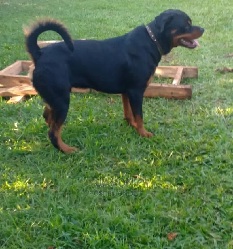 Adult Male Purebred Rottweiler