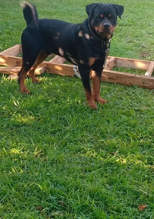 Adult Male Purebred Rottweiler