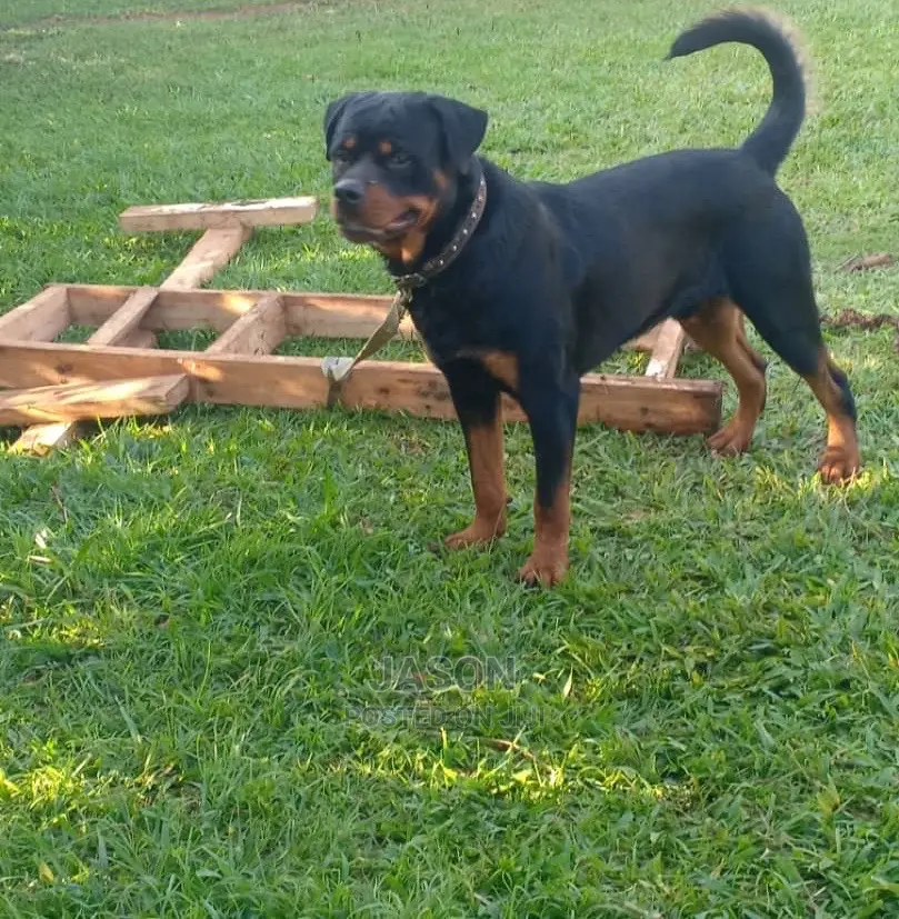 Adult Male Purebred Rottweiler