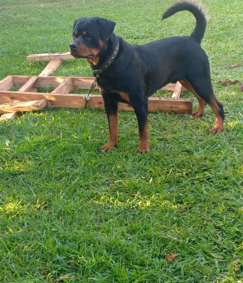 Adult Male Purebred Rottweiler