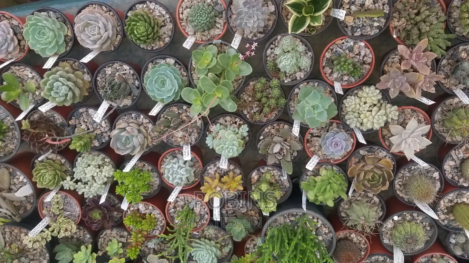 Cactuses and Other Outdoor Flowers