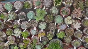 Cactuses and Other Outdoor Flowers