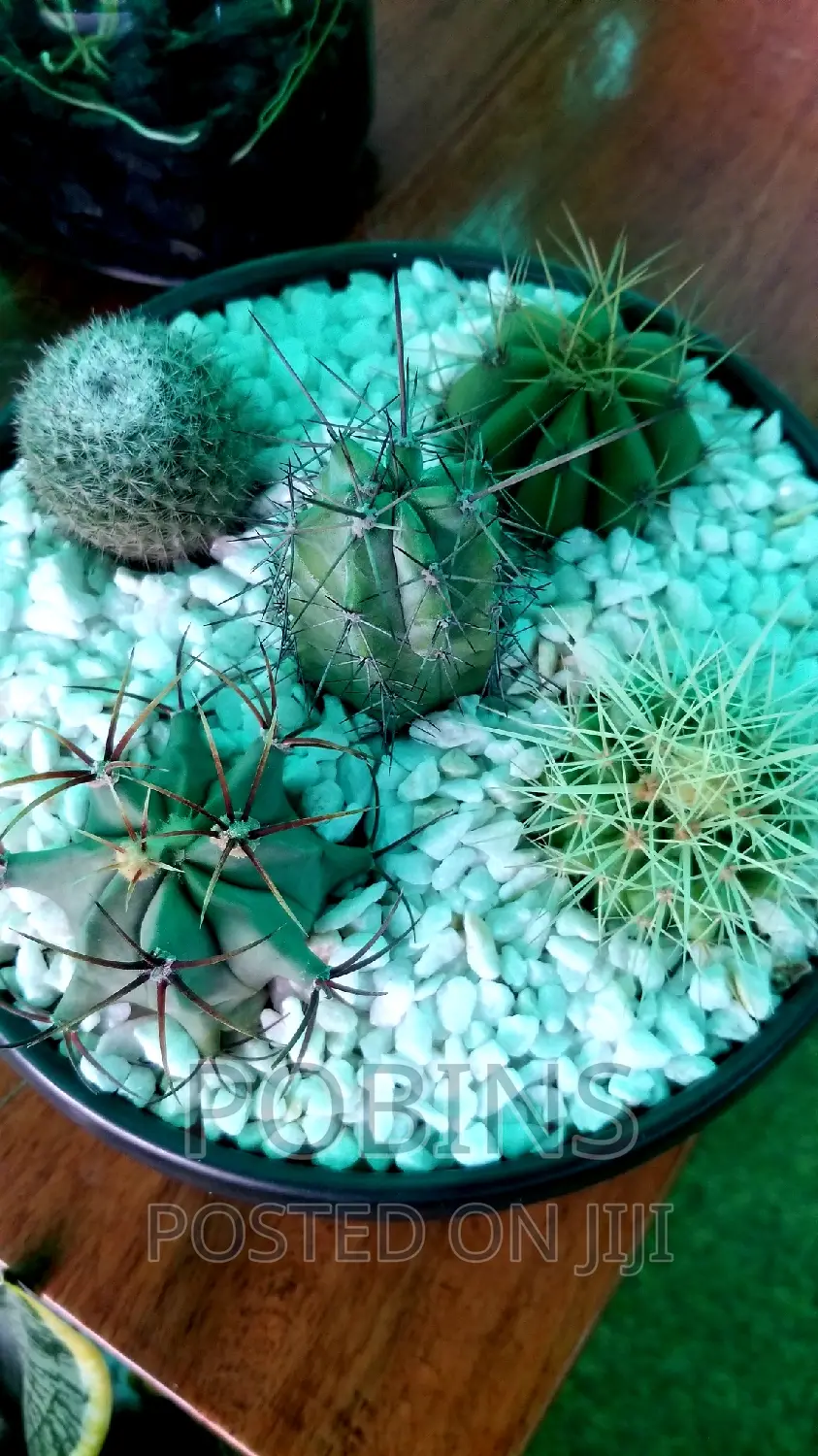 Cactuses and Other Outdoor Flowers
