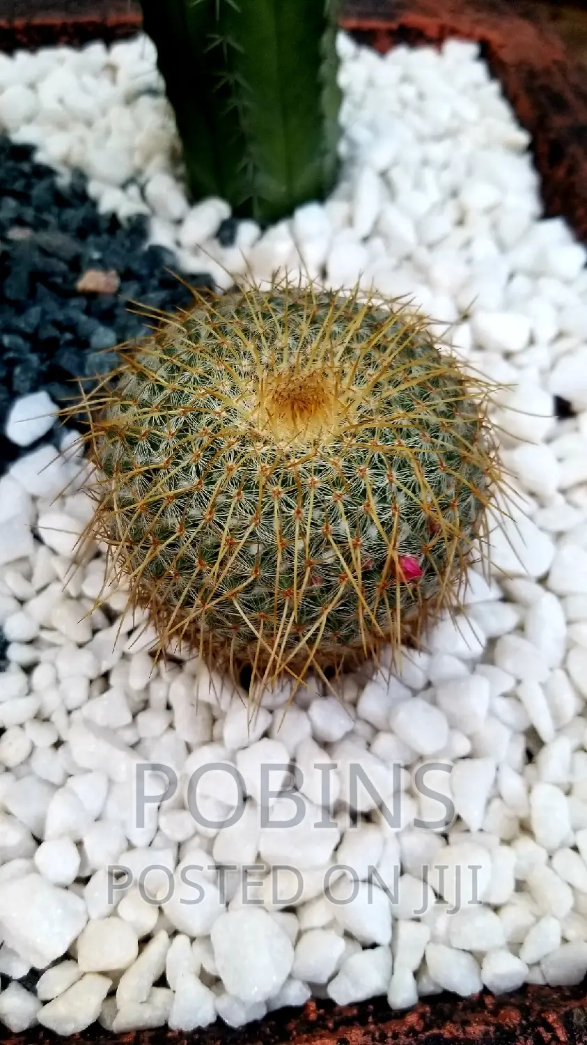 Cactuses and Other Outdoor Flowers