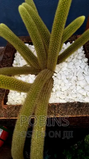 Cactuses and Other Outdoor Flowers