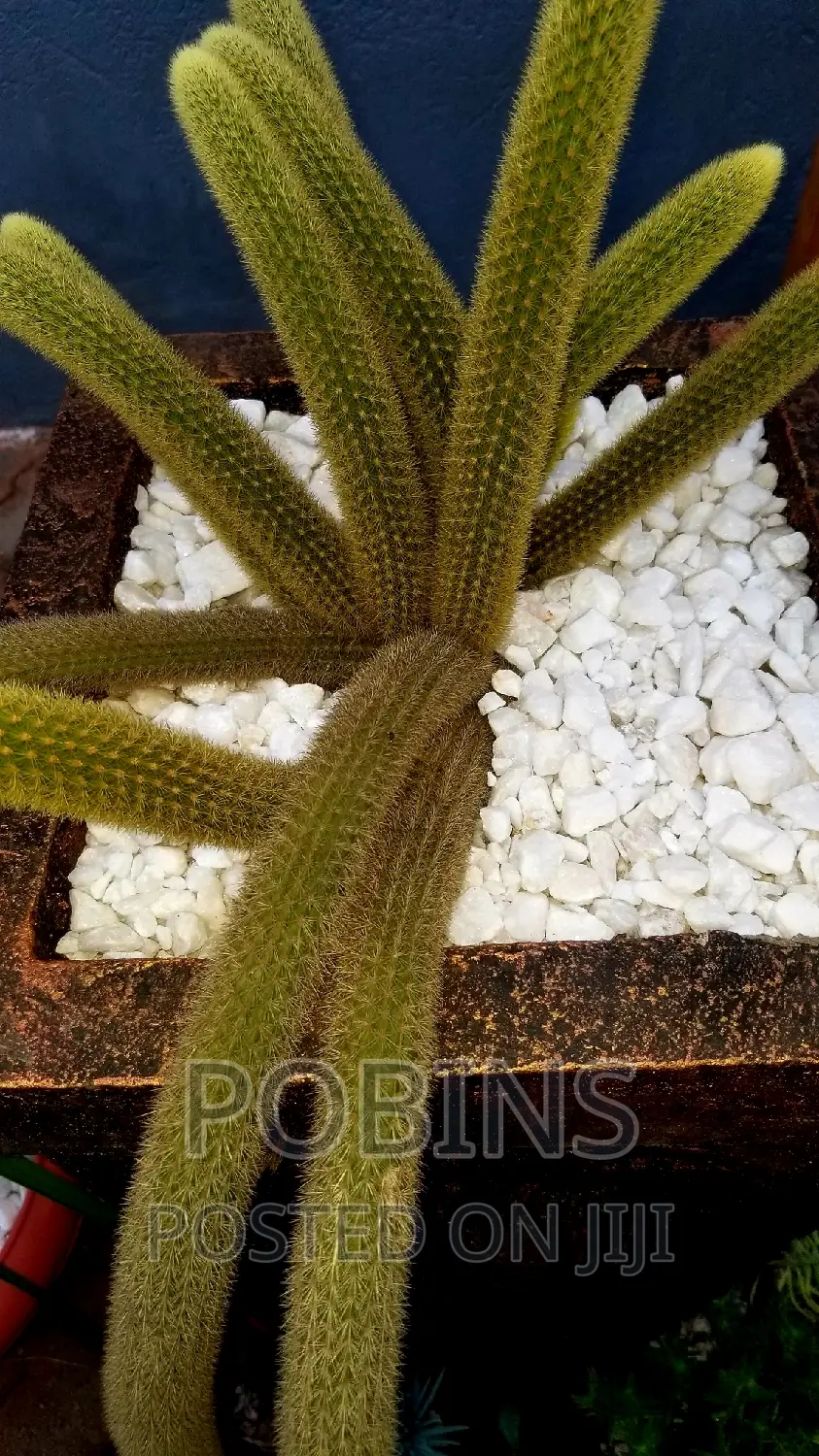 Cactuses and Other Outdoor Flowers