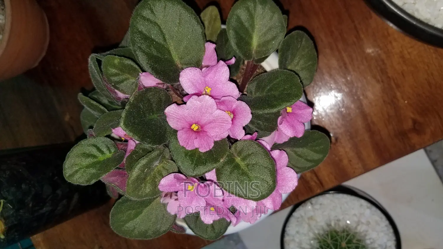 Cactuses and Other Outdoor Flowers