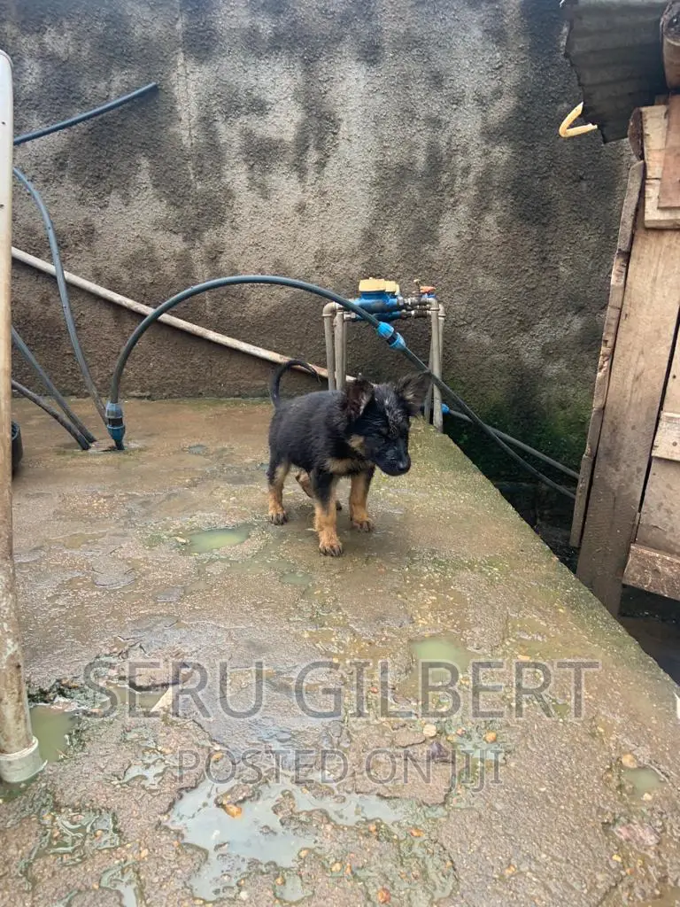 1-3 months Male Purebred German Shepherd