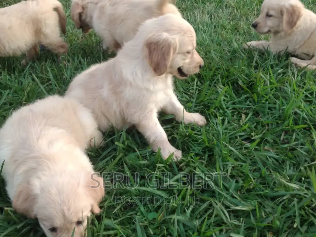 3-6 months Male Purebred Golden Retriever