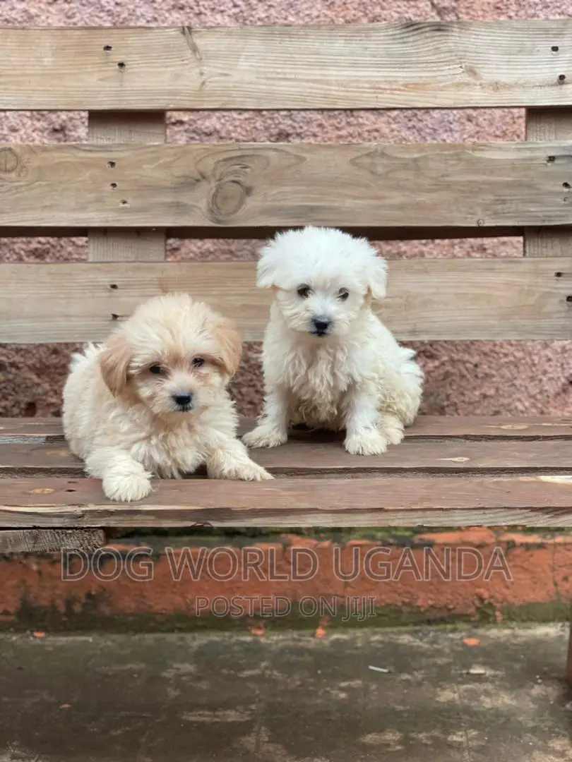 1-3 months Female Purebred Maltese