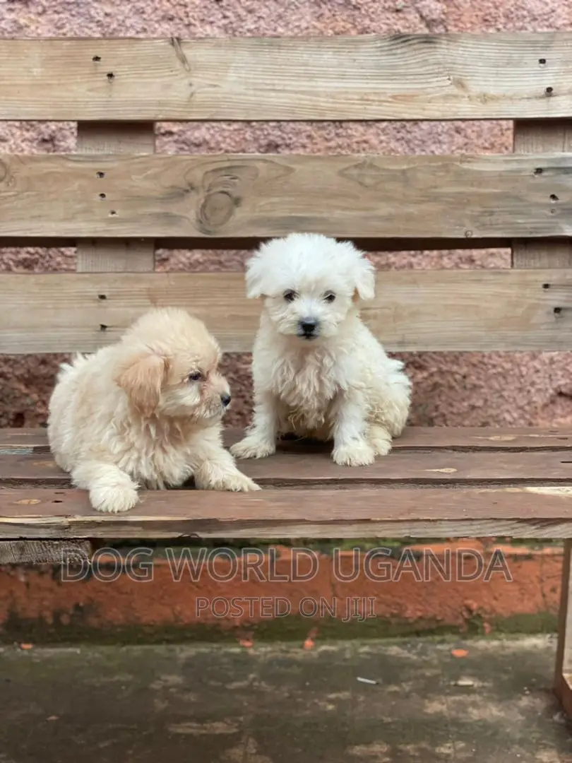 1-3 months Female Purebred Maltese
