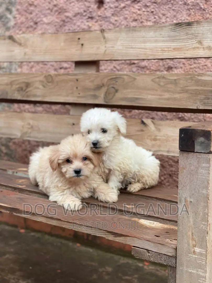 1-3 months Female Purebred Maltese